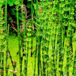 Equisitum japonica