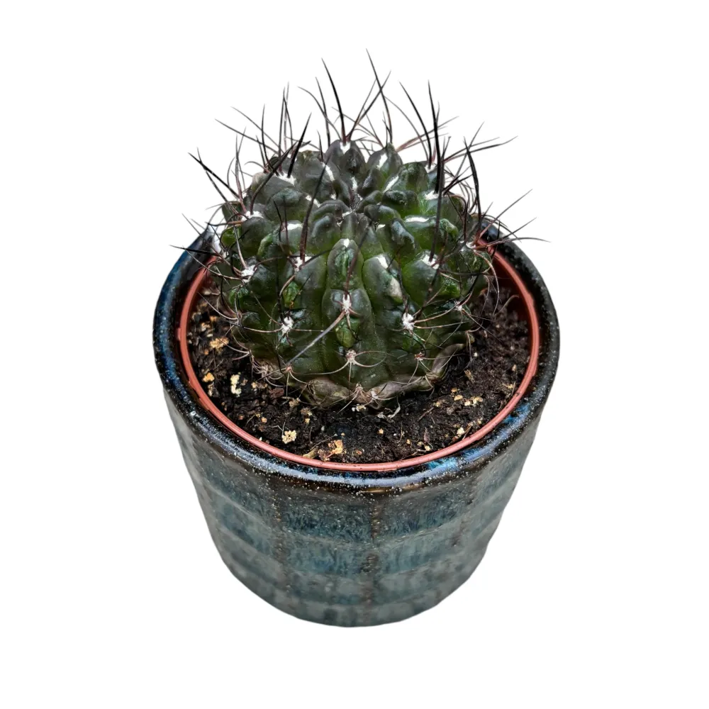 Eriosyce taltalensis subs. paucicostata