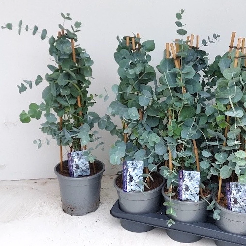 Eucalipt - Eucalyptus cinerea (Silver Dollar)