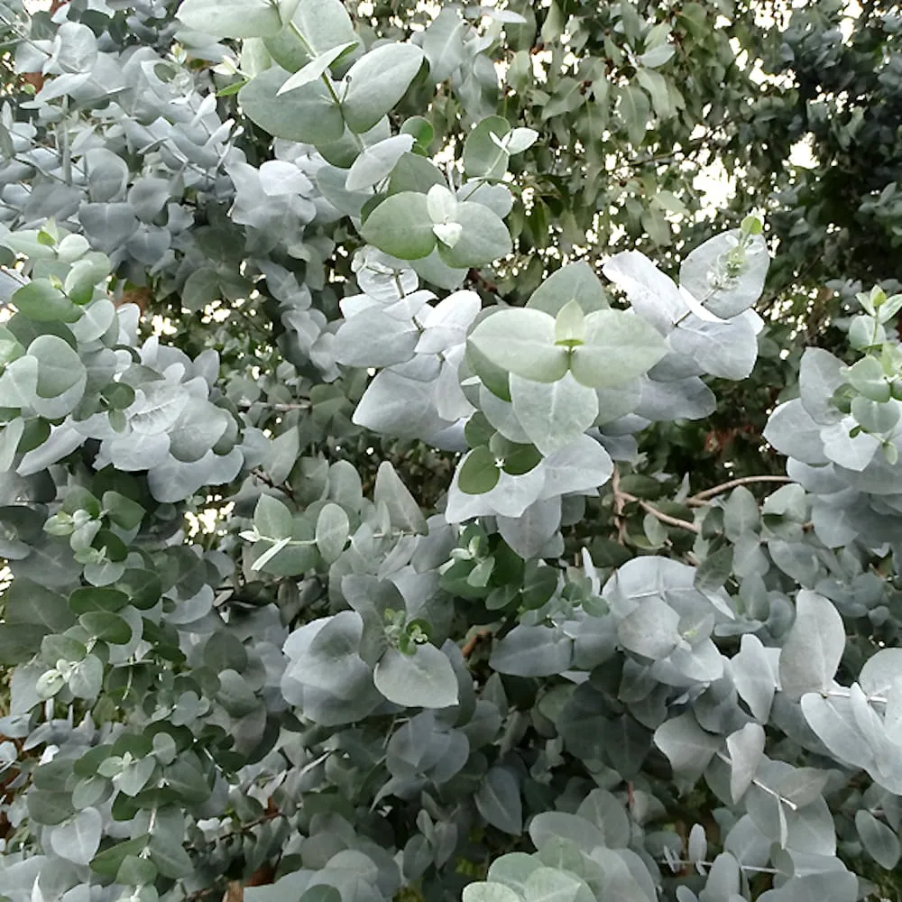 Eucalipt - Eucalyptus cordata