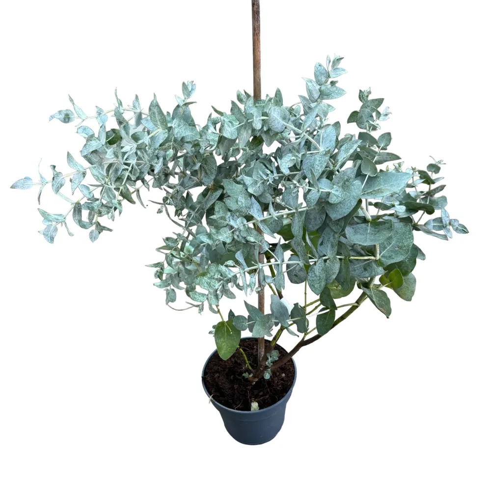Eucalipt - Eucalyptus cordata