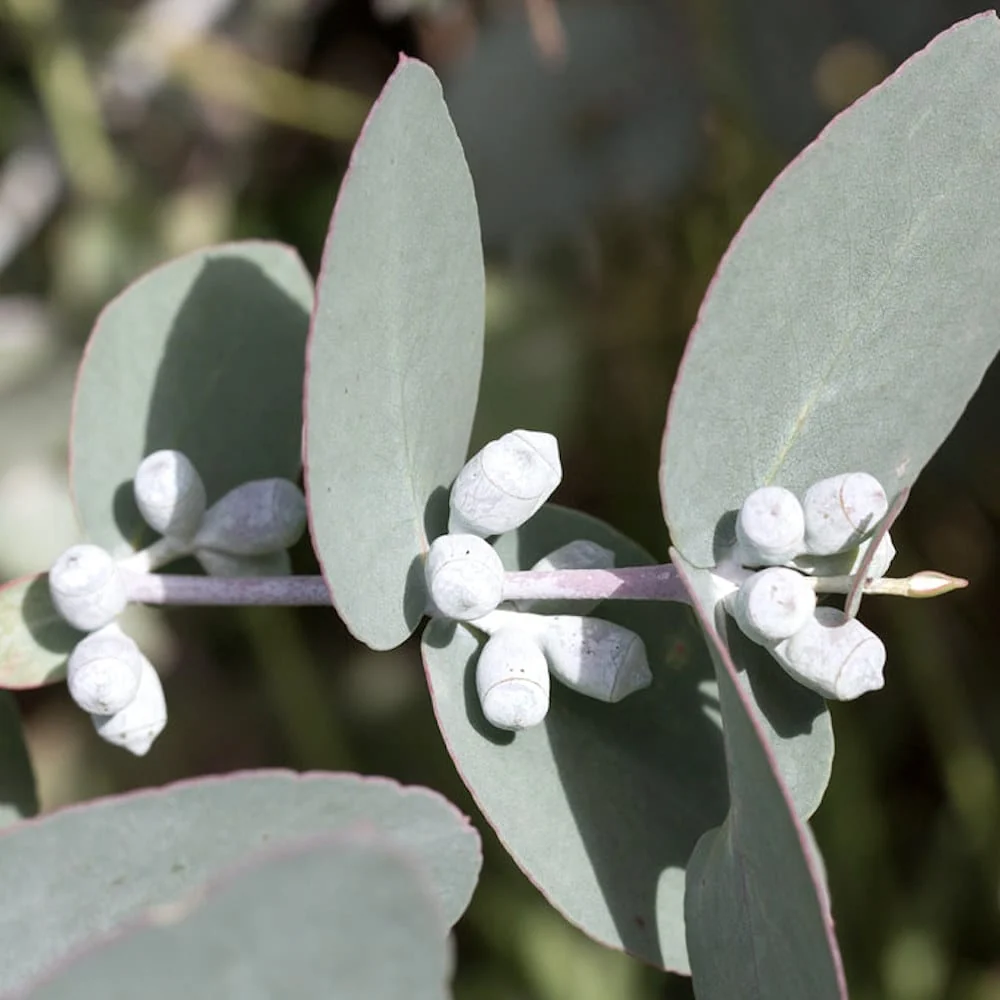 Eucalipt - Eucalyptus cordata