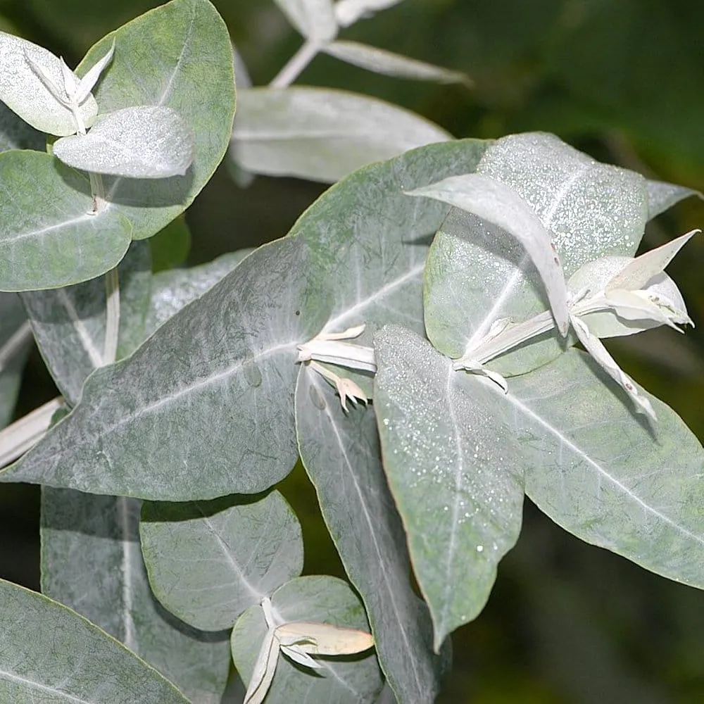 Eucalipt - Eucalyptus cordata