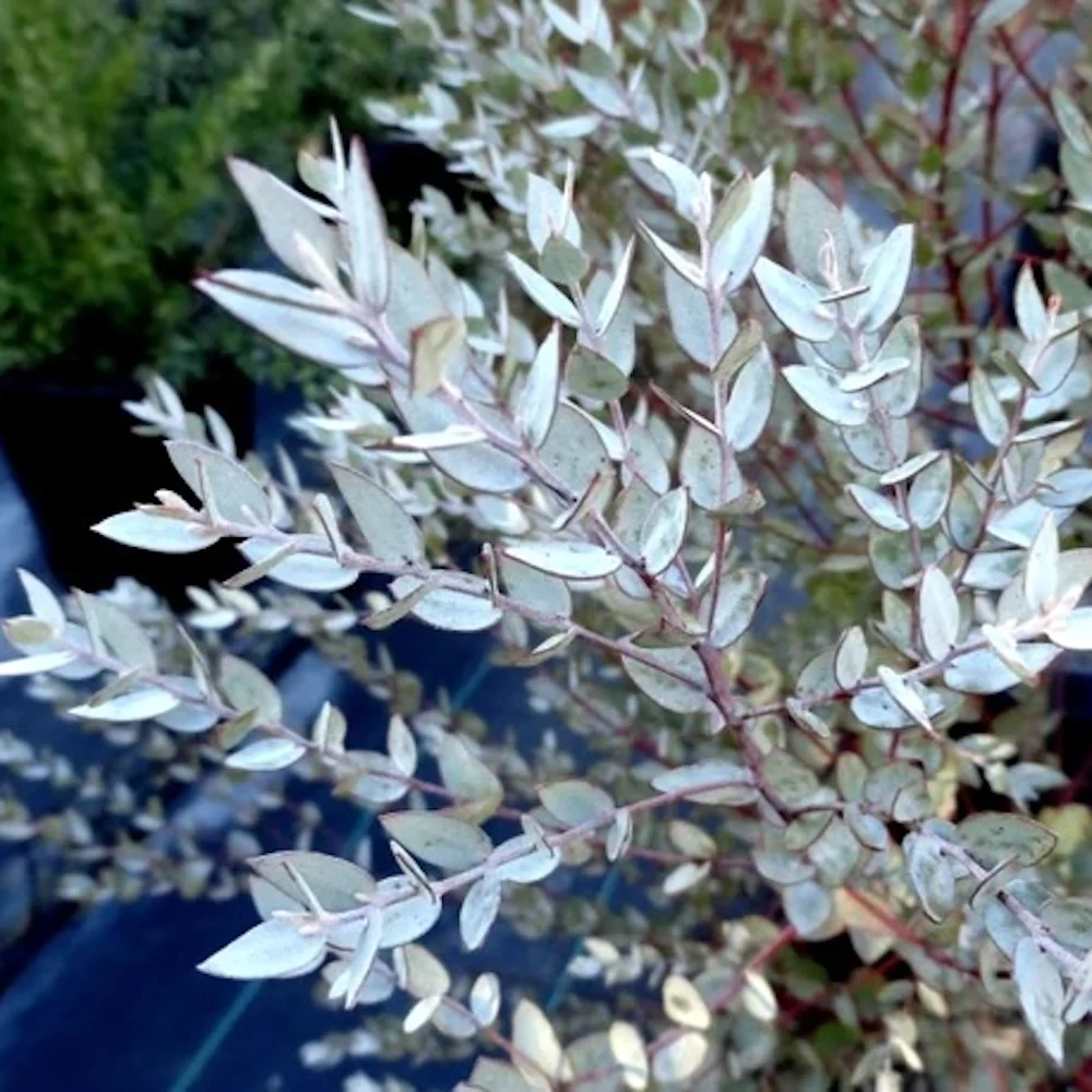 Eucalipt - Eucalyptus 'Moon Lagoon' bush (cultivar pitic)