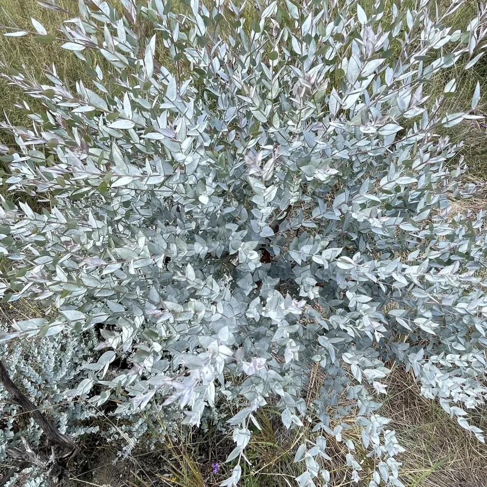 Eucalipt - Eucalyptus 'Moon Lagoon' bush (cultivar pitic)