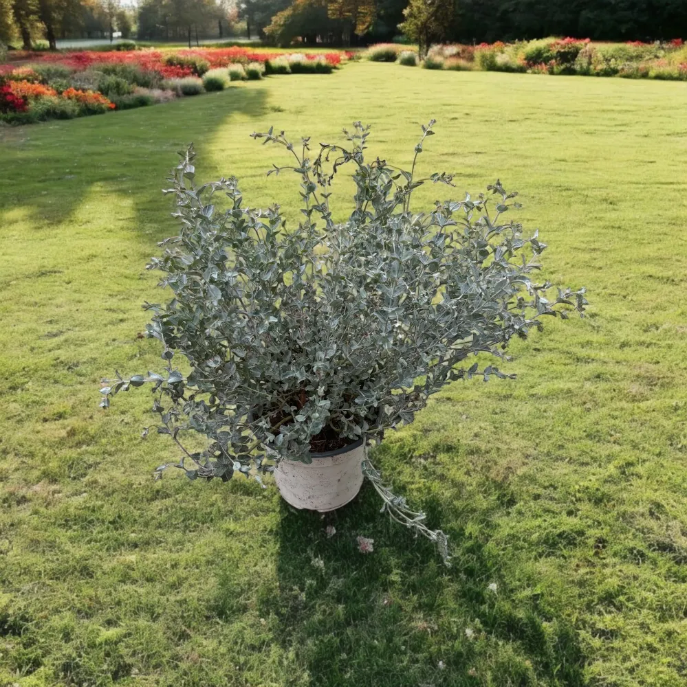 Eucalipt - Eucalyptus 'Moon Lagoon' bush (cultivar pitic)