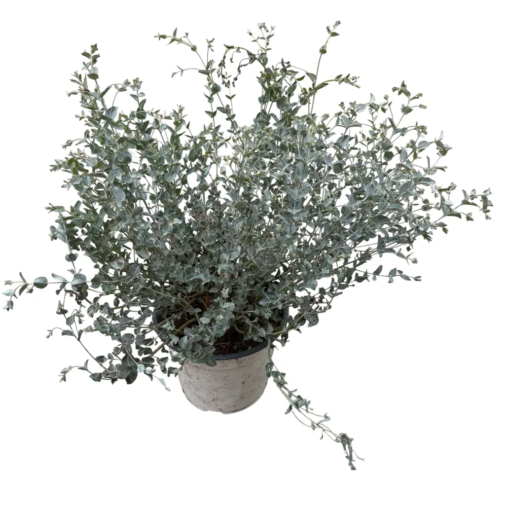 Eucalipt - Eucalyptus 'Moon Lagoon' bush (cultivar pitic)