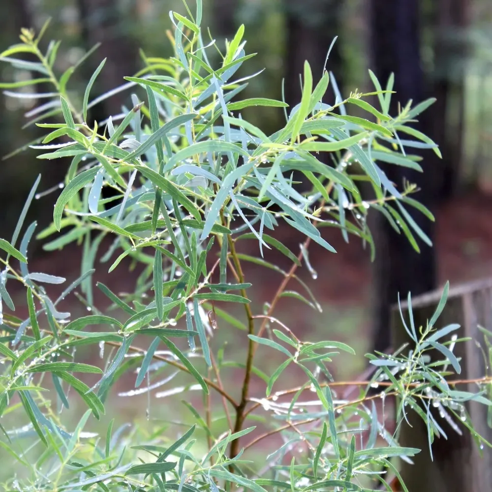 Eucalipt - Eucalyptus nicholii (Willow Peppermint, Menta Neagra)