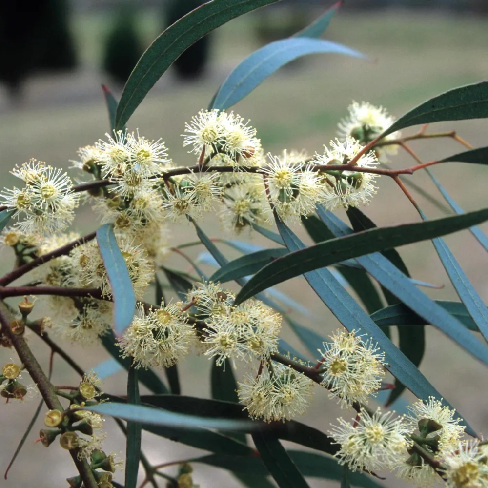 Eucalipt - Eucalyptus nicholii (Willow Peppermint, Menta Neagra)