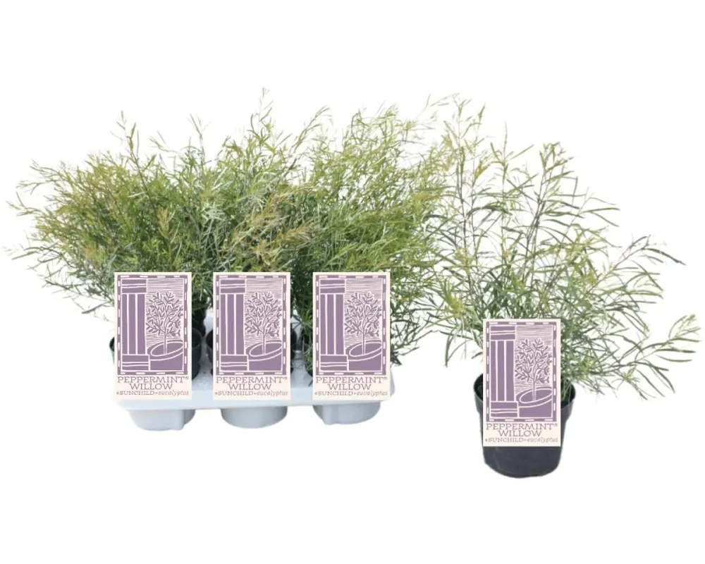 Eucalipt - Eucalyptus nicholii (Willow Peppermint, Menta Neagra)