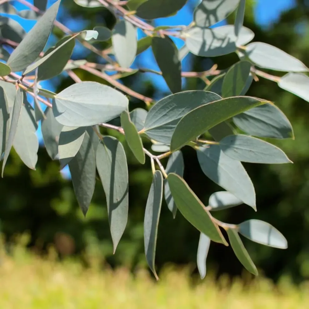 Eucalipt - Eucalyptus pauciflora ssp. debeuzevillei