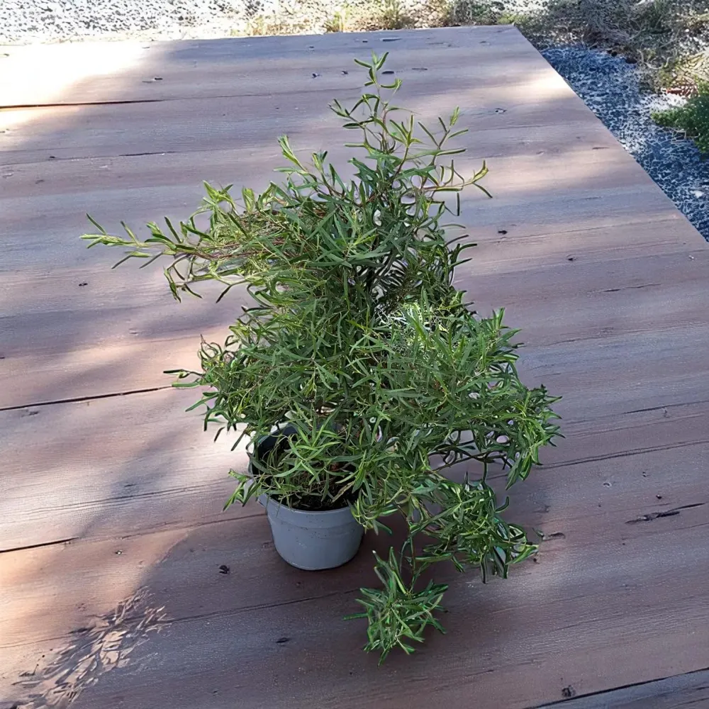 Eucalipt - Eucalyptus pulchella (syn. E. linearis)