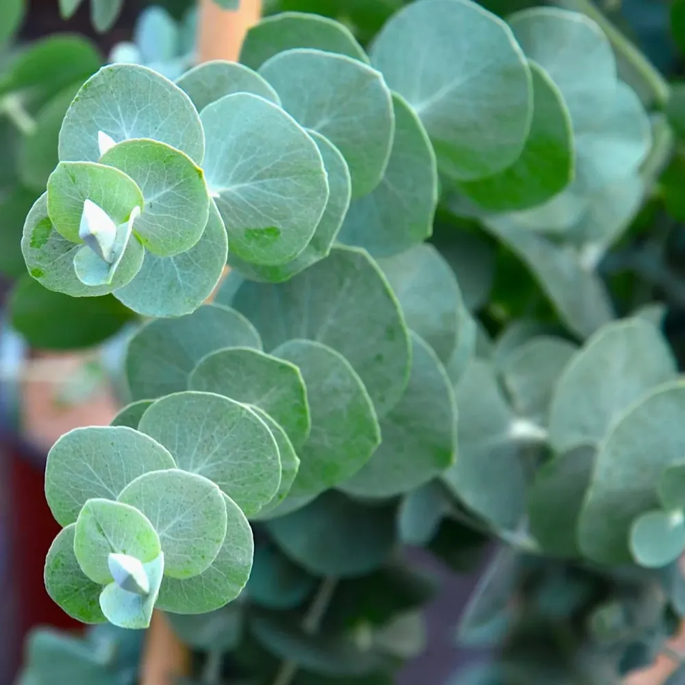 Eucalipt - Eucalyptus pulverulenta 'Baby Blue'