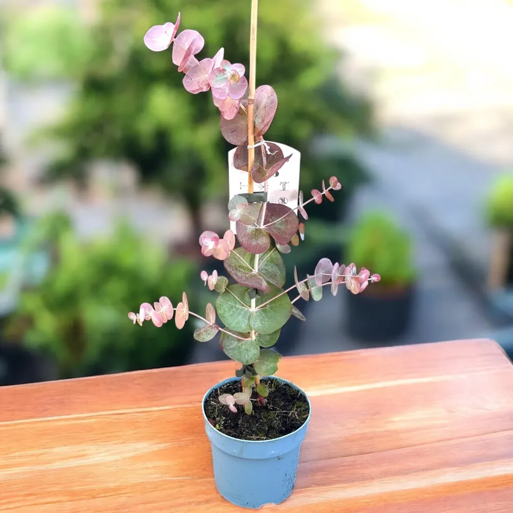 Eucalipt - Eucalyptus pulverulenta 'Baby Blue'