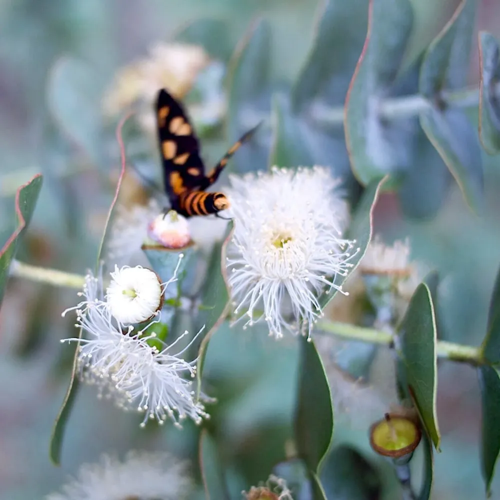 Eucalipt - Eucalyptus pulverulenta 'Baby Blue'