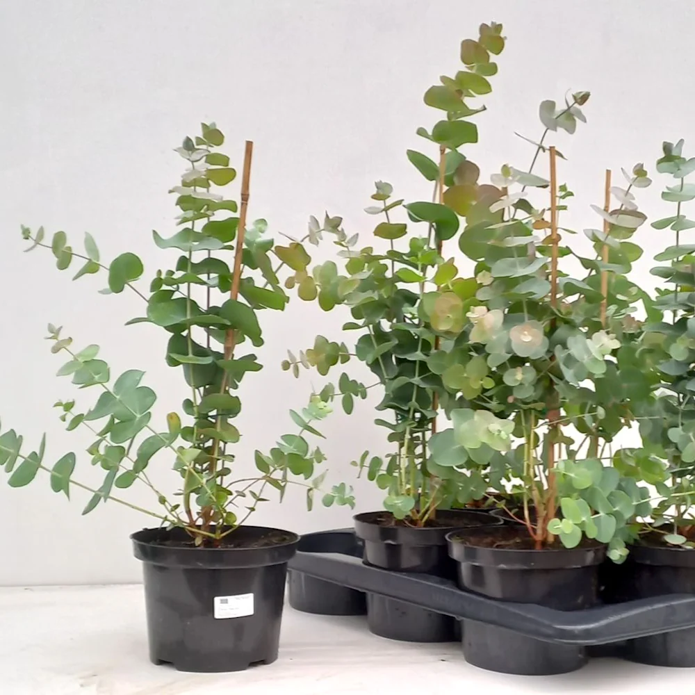 Eucalipt - Eucalyptus pulverulenta 'Baby Blue'