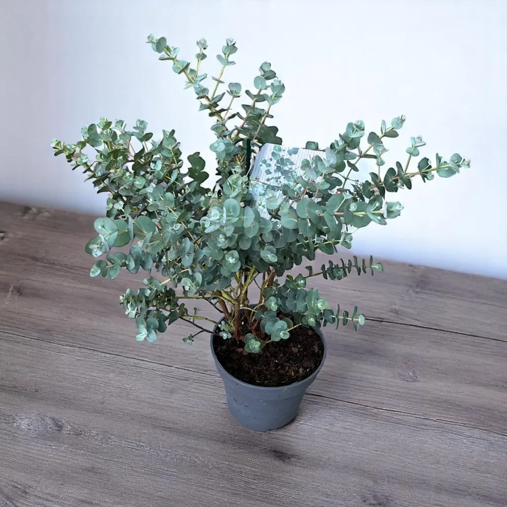 Eucalipt - Eucalyptus urnigera (Urn Tree)