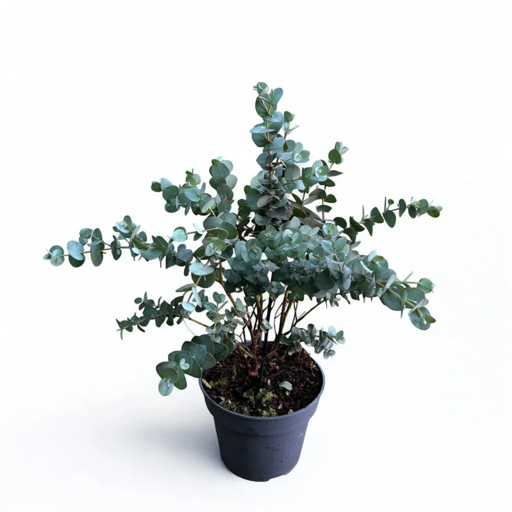 Eucalipt - Eucalyptus urnigera (Urn Tree)