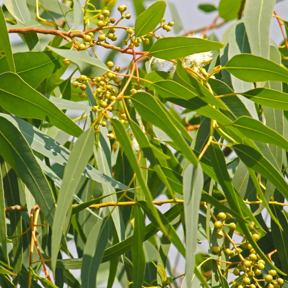 Eucalipt cu parfum de citrice - Eucalyptus citriodora (Corymbia citriodora)