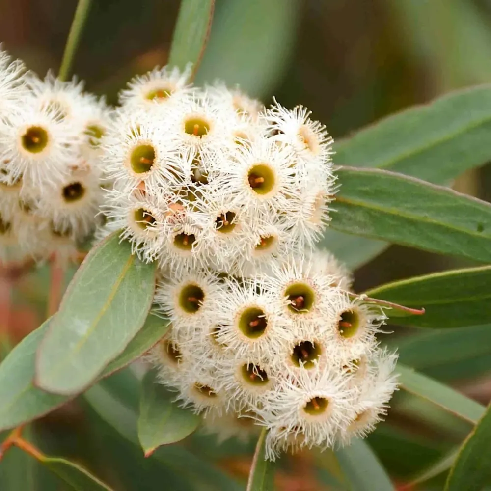 Eucalipt cu parfum de citrice - Eucalyptus citriodora (Corymbia citriodora)