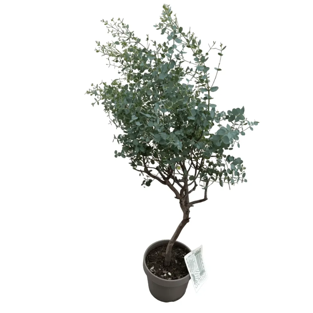 Eucalipt cu tulpina formata H130 - Eucalyptus gunnii