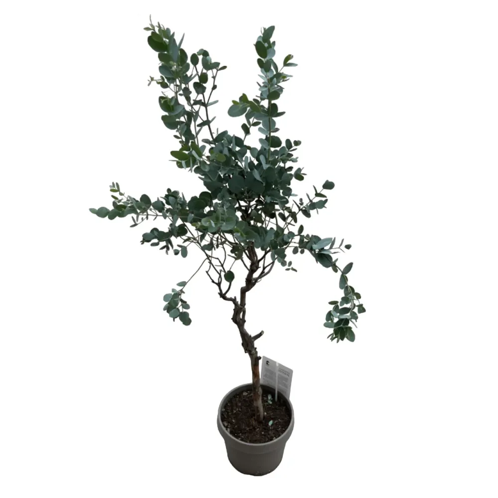 Eucalipt cu tulpina formata H130 - Eucalyptus gunnii