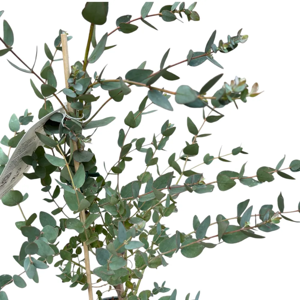 Eucalipt cu tulpina formata H130 - Eucalyptus gunnii