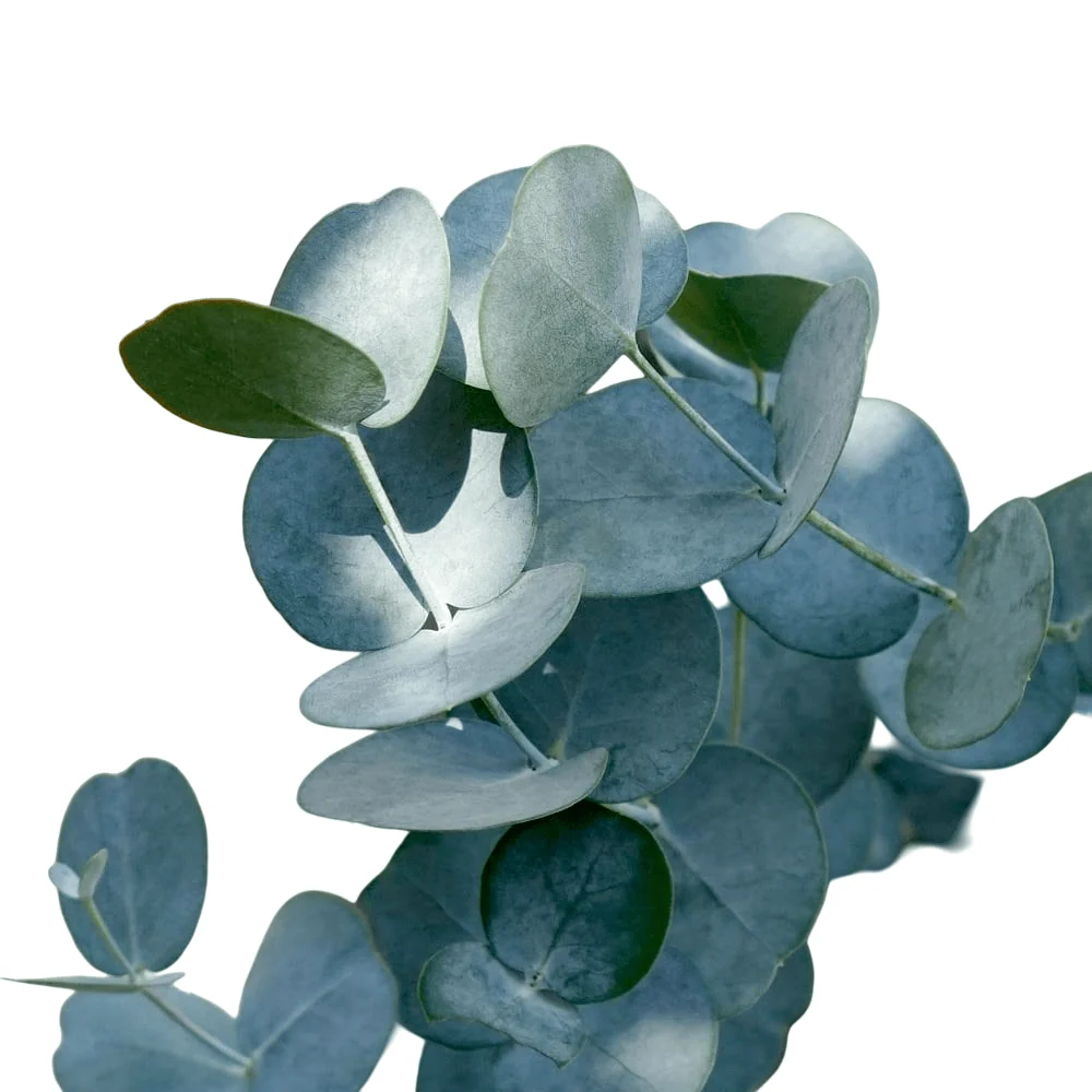 Eucalipt cu tulpina formata H130 - Eucalyptus gunnii