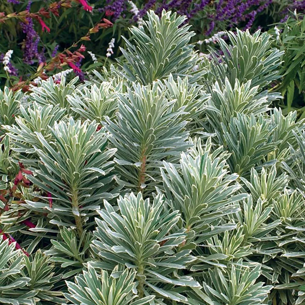 Euphorbia argintiu Silver Edge