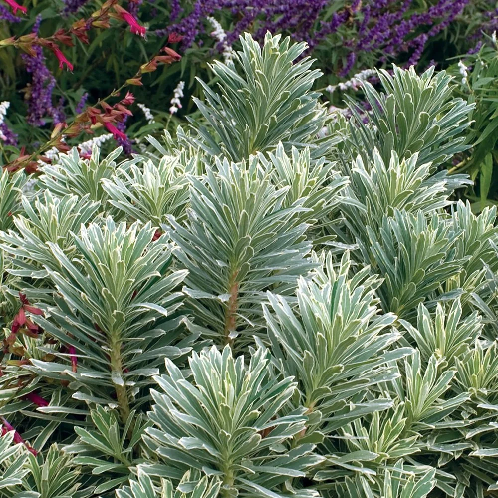 Euphorbia argintiu Silver Edge
