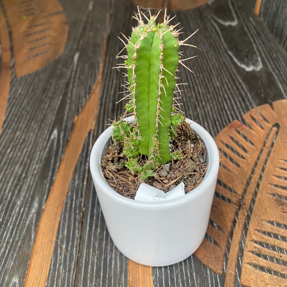 Euphorbia fruticosa