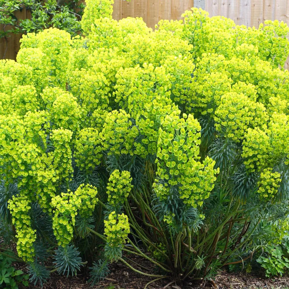 Euphorbia (Laptele Cucului) Siberian