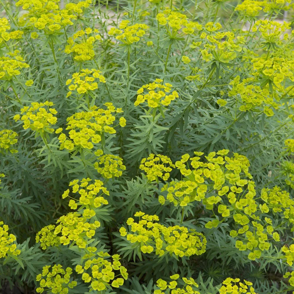 Euphorbia (Laptele Cucului) Siberian