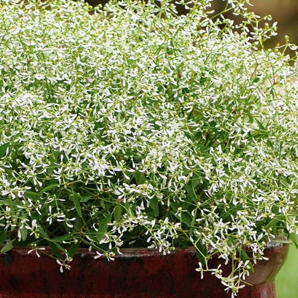Euphorbia (Laptele Cucului) Silver Fog