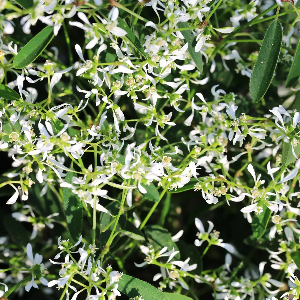 Euphorbia (Laptele Cucului) Silver Fog