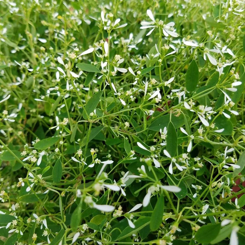 Euphorbia (Laptele Cucului) Silver Fog