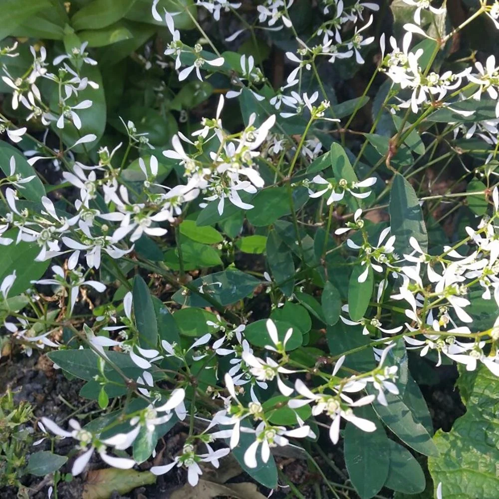 Euphorbia (Laptele Cucului) Silver Fog