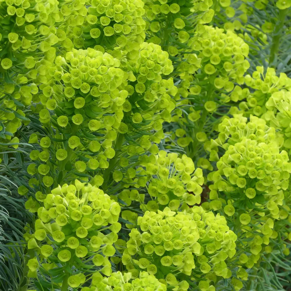 Euphorbia (Laptele Cucului) Wulfenii