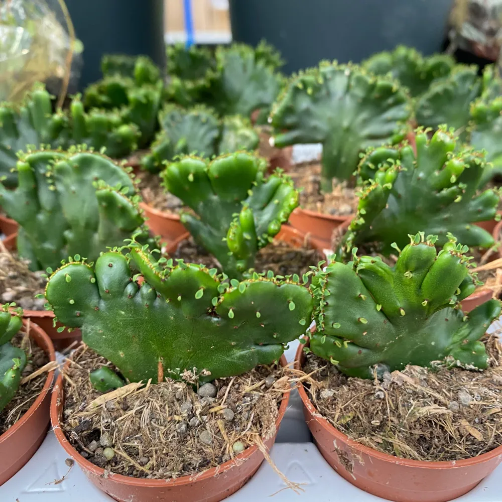Euphorbia Leucodendron Cristata