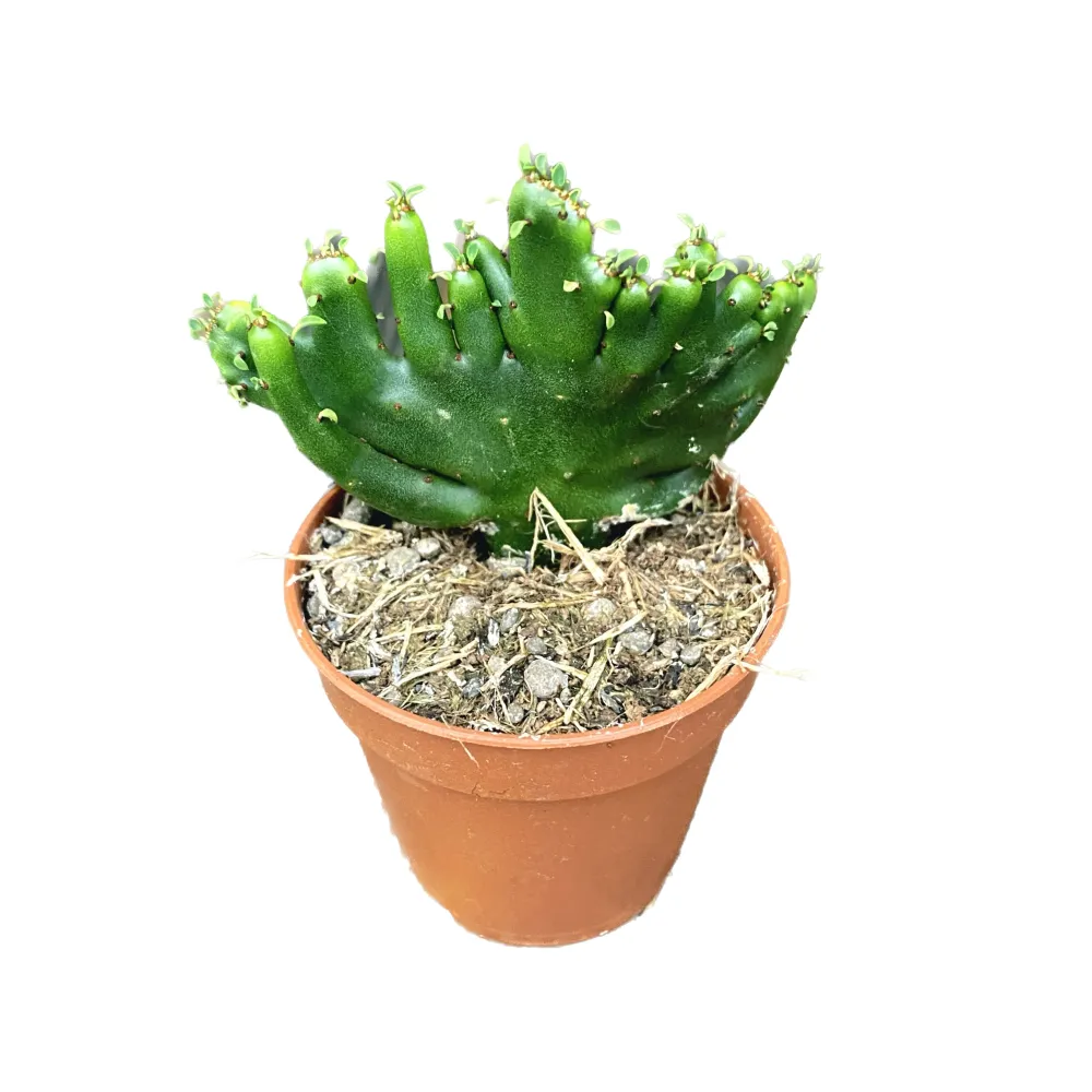 Euphorbia Leucodendron Cristata