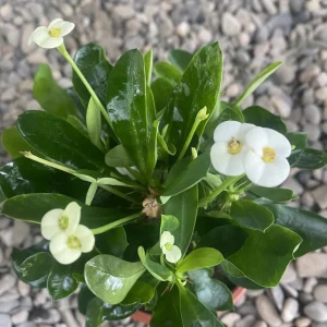 Euphorbia Milii alba - Coroana lui Isus