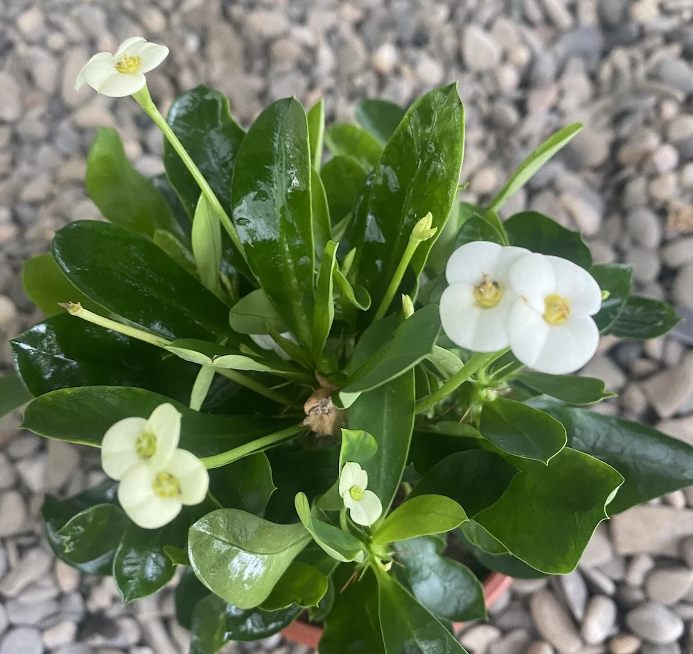 Euphorbia Milii alba - Coroana lui Isus