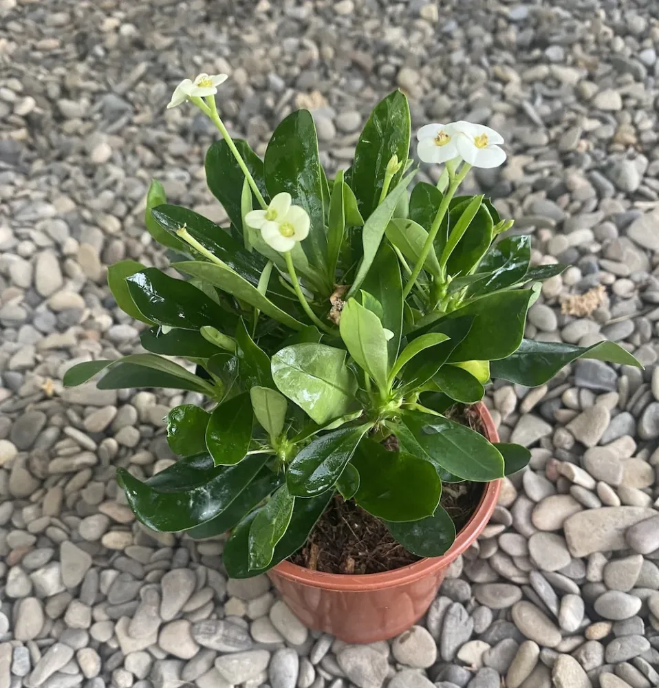 Euphorbia Milii alba - Coroana lui Isus
