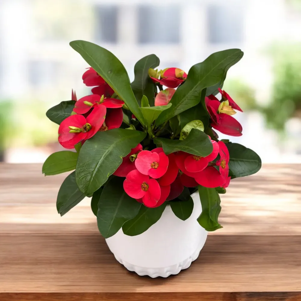 Euphorbia (Milii Grp) ‘Cardinal’ - flori rosii