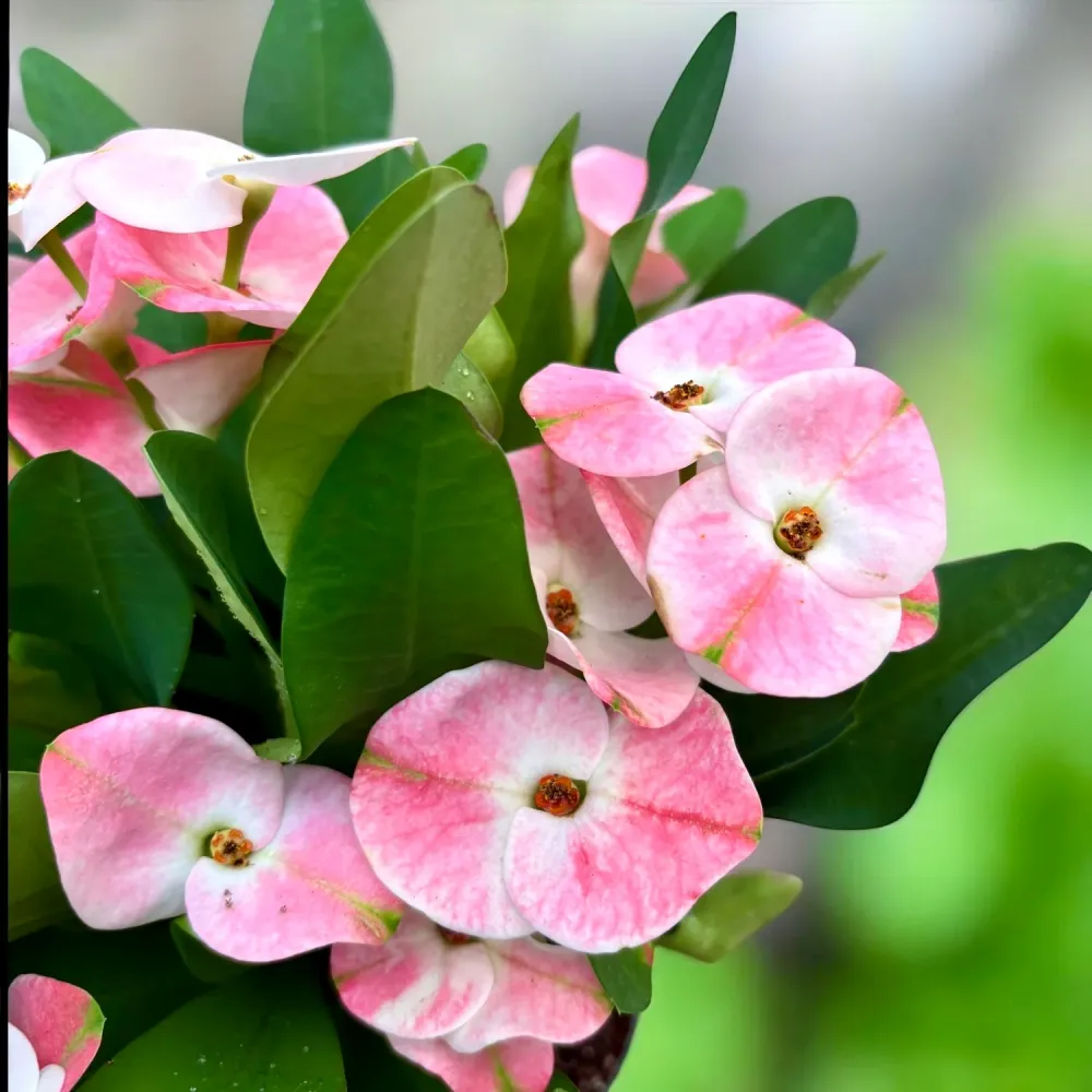 Euphorbia (Milii Grp) 'Charlotte' - flori mari roz