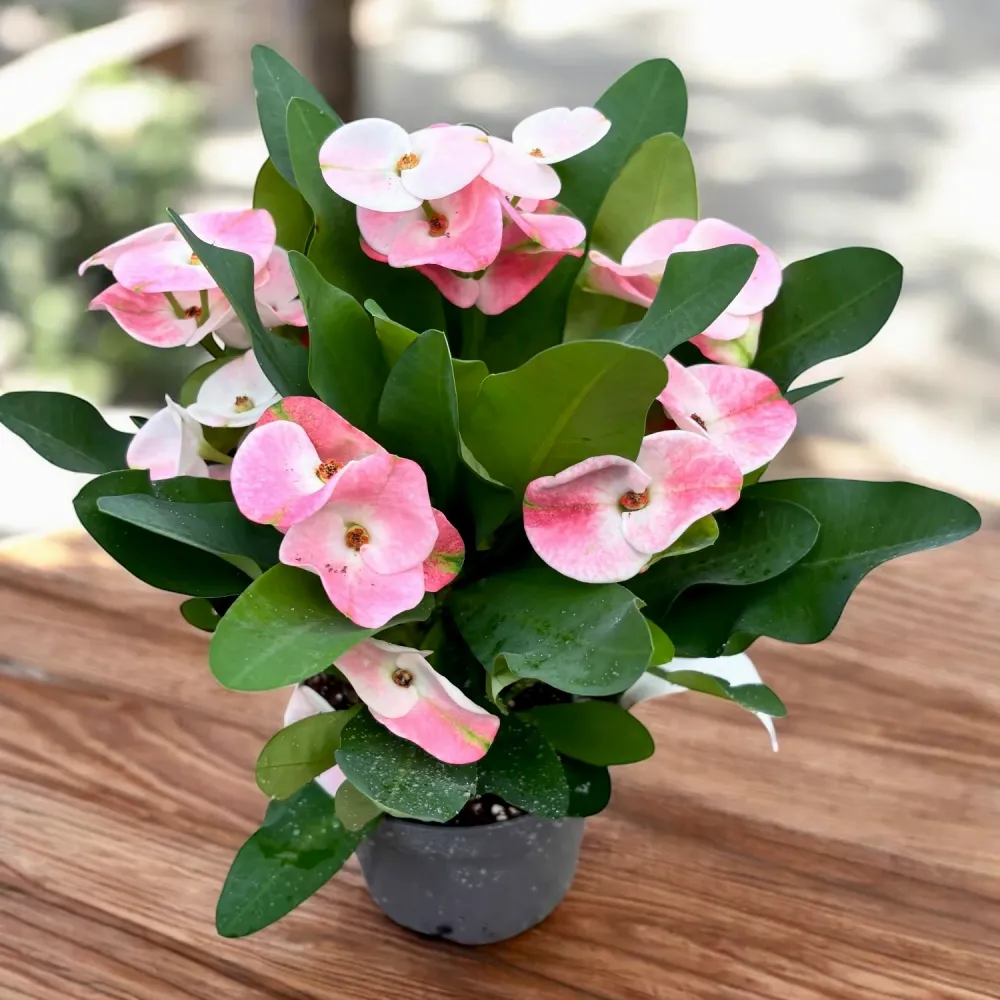 Euphorbia (Milii Grp) 'Charlotte' - flori mari roz