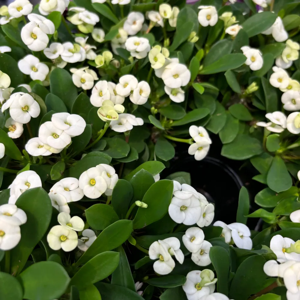 Euphorbia Milii ‘Hector’ babyplant (Coroana lui Isus alba)