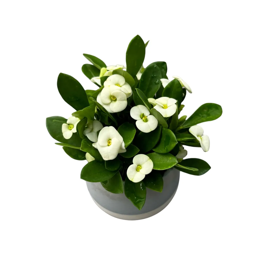 Euphorbia Milii ‘Hector’ babyplant (Coroana lui Isus alba)