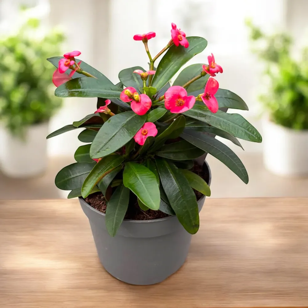Euphorbia milii 'Maxi Olympia' - flori rosii