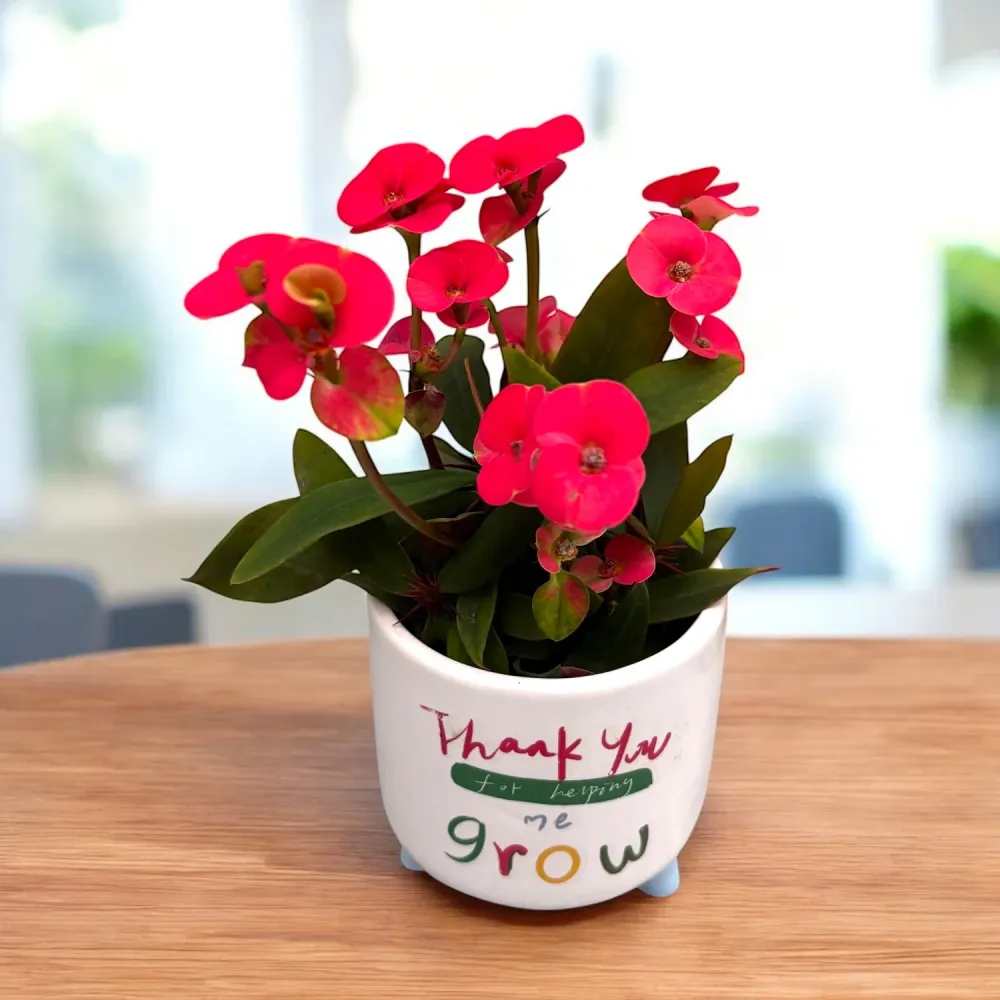 Euphorbia milii Red ‘EOS’ (babyplant) – coroana lui Hristos cu flori rosii intense